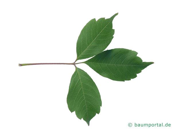 Cissusblättriger Ahorn (Acer cissusfolium) Blatt