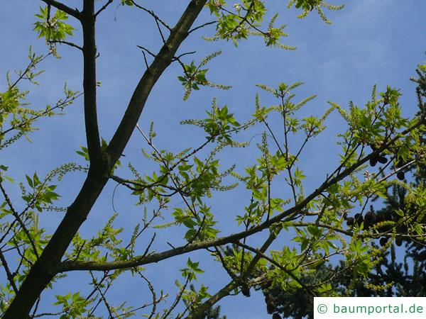 Cissusblättriger Ahorn (Acer cissusfolium) Blüten-Krone