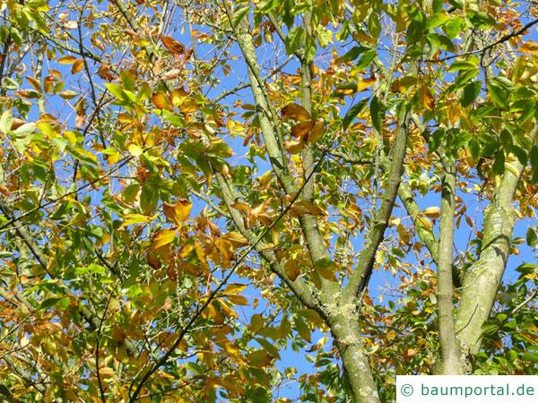 Cissusblättriger Ahorn (Acer cissusfolium) Herbstlaub