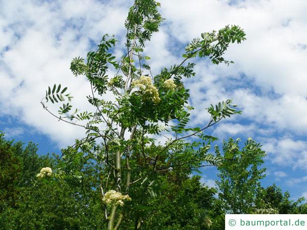 Vogelbeere (Sorbus aucuparia) Blüte