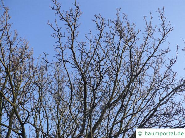 echte Mehlbeere (Sorbus aria) Baumkrone im Winter