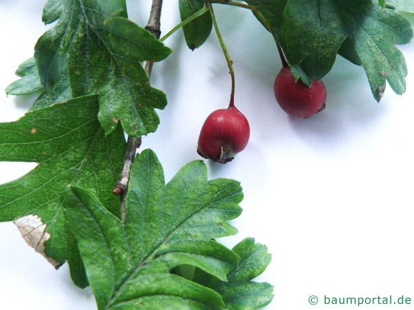 eingriffliger Weißdorn (Crataegus monogyna) Frucht