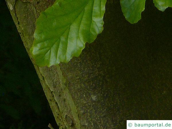 persisches Eisenholz (Parrotia persica) Stamm / Rinde / Borke
