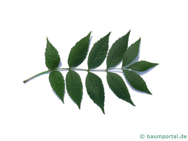 Esche (Fraxinus excelsior) Blatt