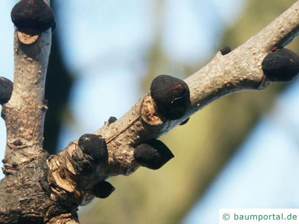 Esche (Fraxinus excelsior) schwarze Knospen