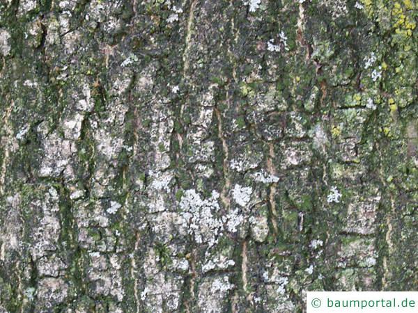 Esche (Fraxinus excelsior) Stamm