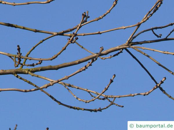 Esche (Fraxinus excelsior) Zweige