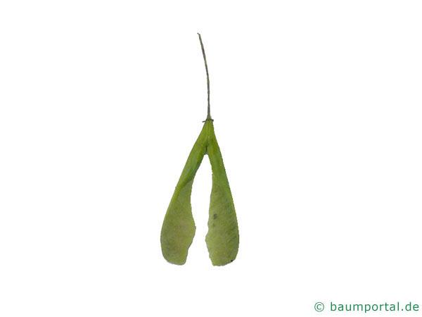 Eschen-Ahorn (Acer negundo) Vollbüte 