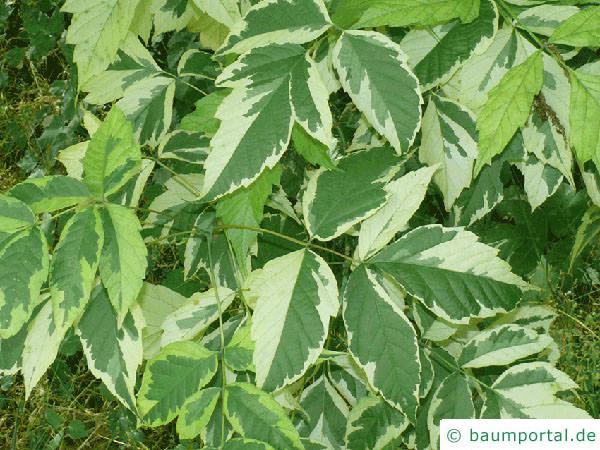 Eschen-Ahorn (Acer negundo variegatum) Blatt weiß-grün