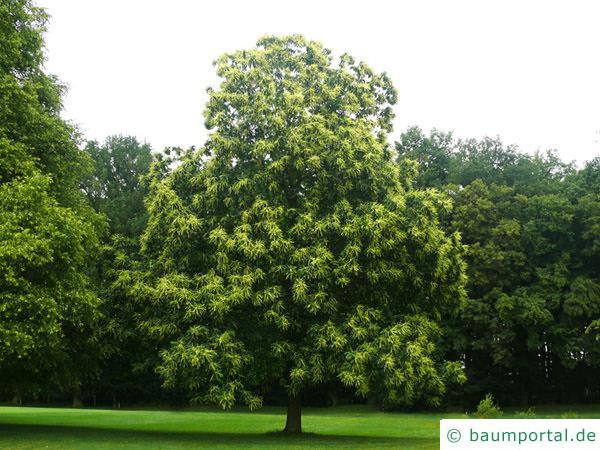 Esskastanie (Castanea sativa) Baum im Sommer