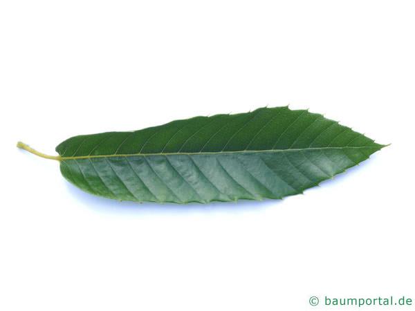 Esskastanie (Castanea sativa) Blatt