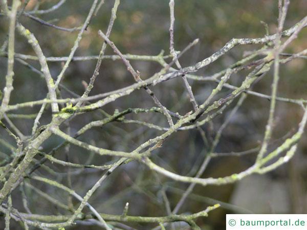 Faulbaum (Frangula alnus) im Winter