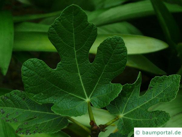 Feige (Ficus carica) junges Feigenblatt