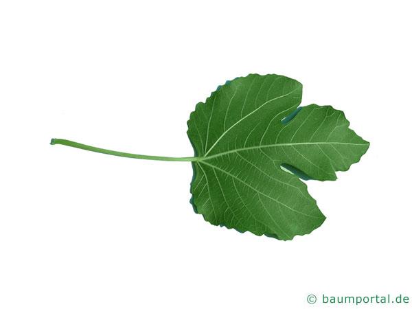 Feige (Ficus carica) Blattunterseite