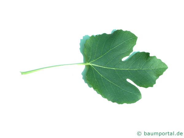 Feige (Ficus carica) Blatt