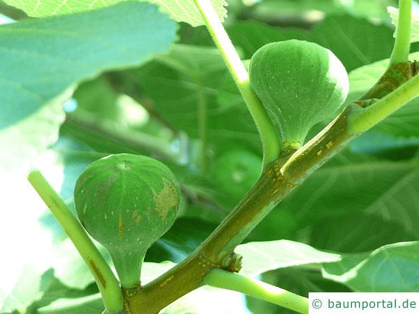 Feige (Ficus carica) Feigen