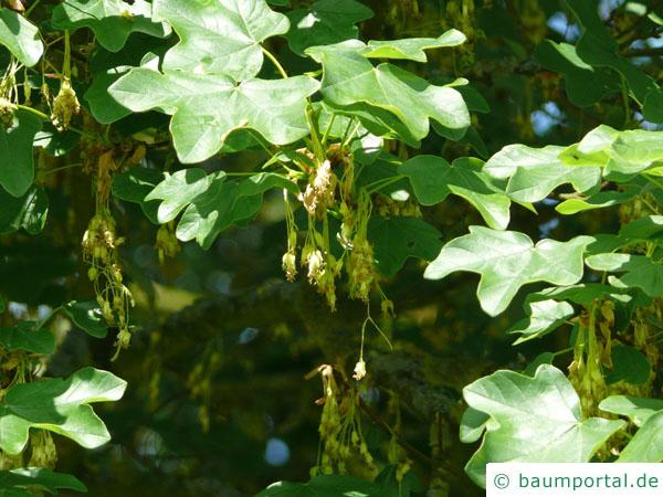 Feld-Ahorn (Acer campestre) Blüten