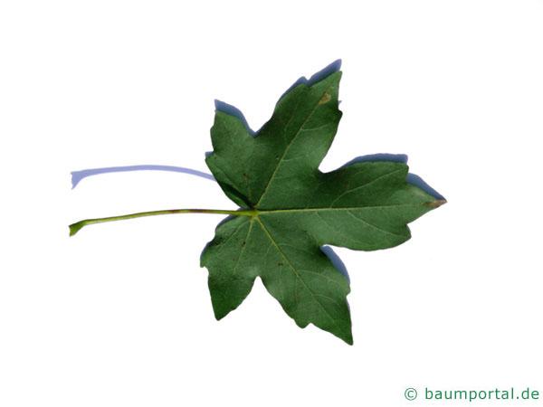 Feld-Ahorn (Acer campestre) Blattrückseite
