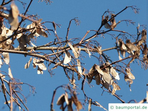 Feld-Ahorn (Acer campestre) vertrocknete Blätter im Herbst