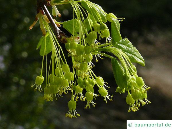 Felsen-Ahorn (Acer monspessulanum) Blüte