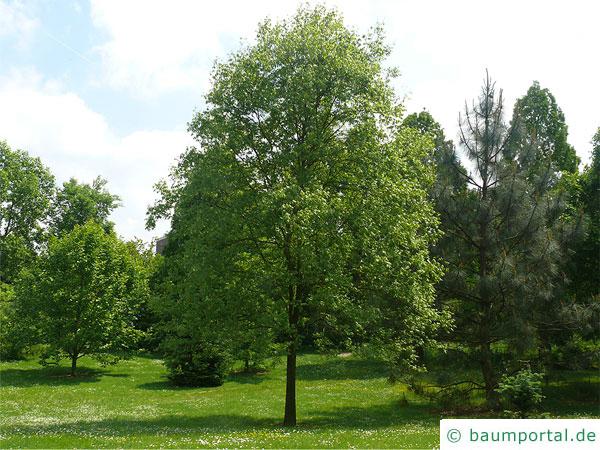 Ferkelnuss (Carya glabra) Baum im Sommer