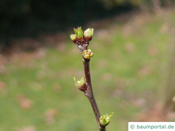 Feuer-Kirsche (Prunus pensylvanica) Austrieb im Frühjahr