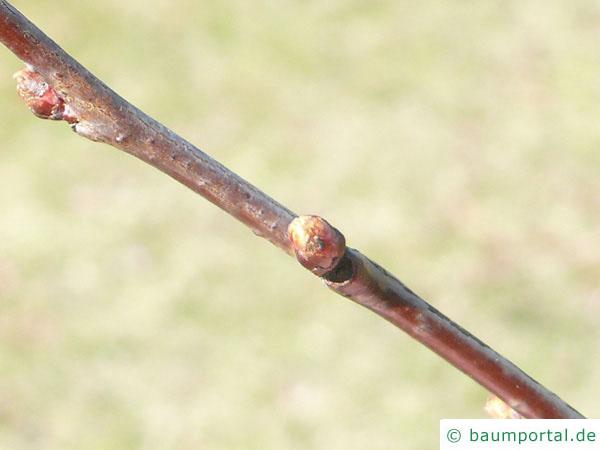Feuer-Kirsche (Prunus pensylvanica) Zweig mit Knospen