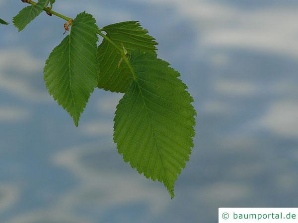 Flatter-Ulme (Ulmus laevis) Blätter