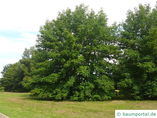Flügelnuss (Pterocarya fraxinifolia) Baum