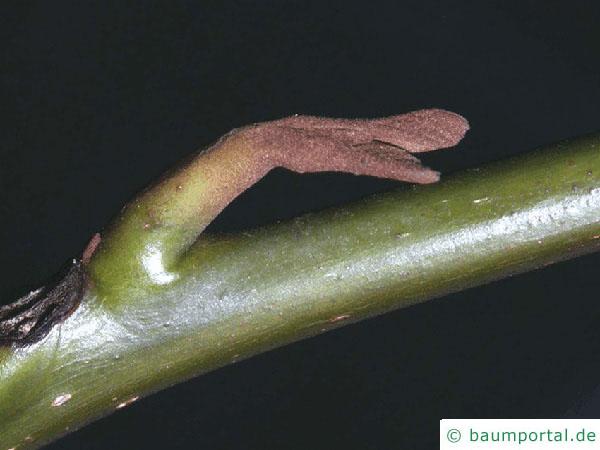 Flügelnuss (Pterocarya fraxinifolia) Seitenknospe