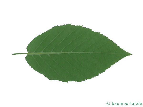 Gelb-Birke (Betula alleghaniensis) Blattrückseite