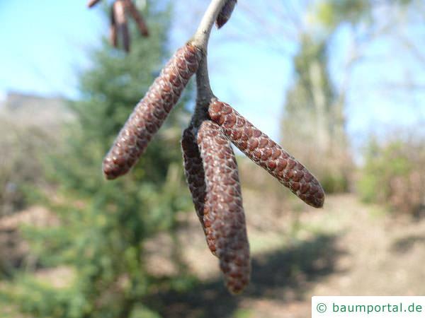 Gelb-Birke (Betula alleghaniensis) Blütenknospen