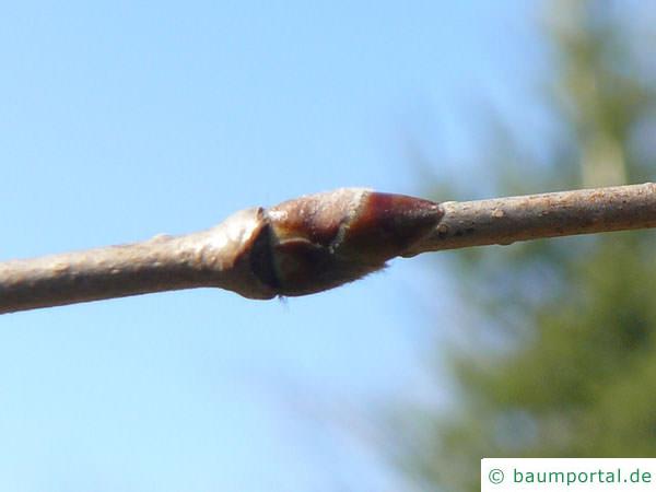 Gelb-Birke (Betula alleghaniensis) Seitenknospen