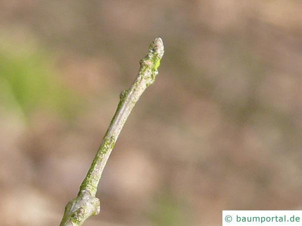 Gelb-Eiche (Quercus muehlenbergii) Endknospe