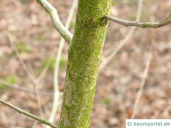 Gelb-Eiche (Quercus muehlenbergii) Stamm / Rinde / Borke