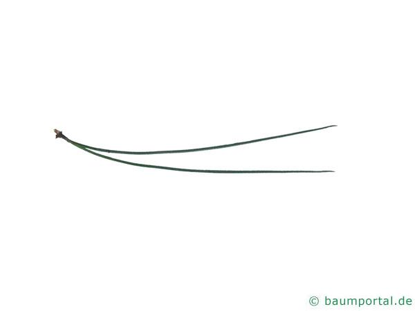 Gelb-Kiefer (Pinus ponderosa) Nadel