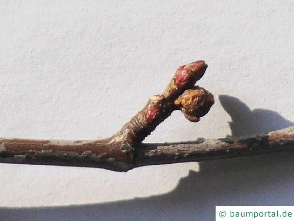 geschlitzter Spitz-Ahorn (Acer saccharinum 'Wieri') Seitenknospen