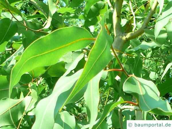 gesprenkelter Eukalyptus (Corymbia maculata) Blätter