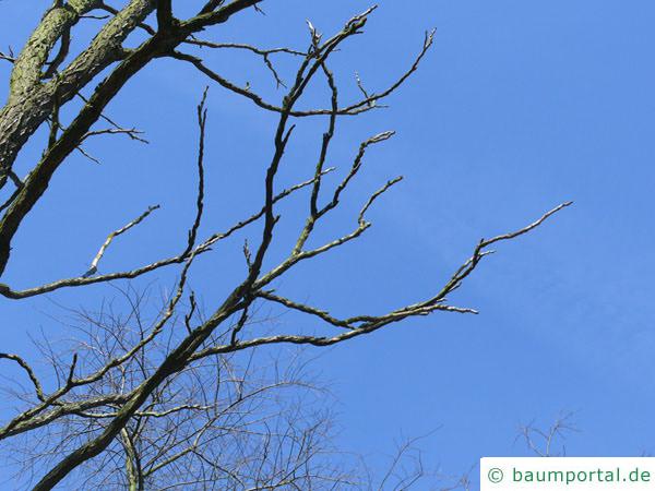 Geweihbaum (Gymnocladus dioicus) Äste im Winter