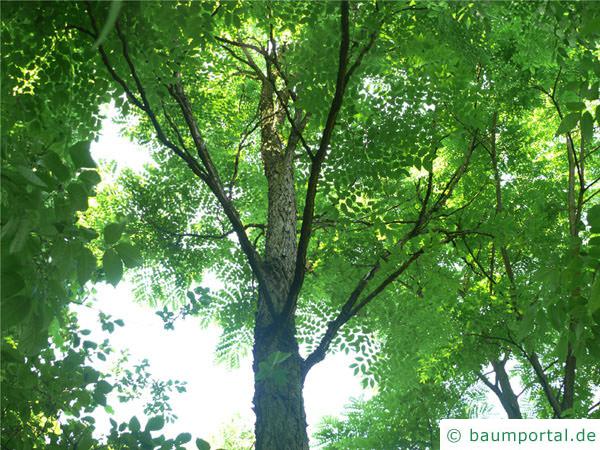 Geweihbaum (Gymnocladus dioicus) Krone im Sommer