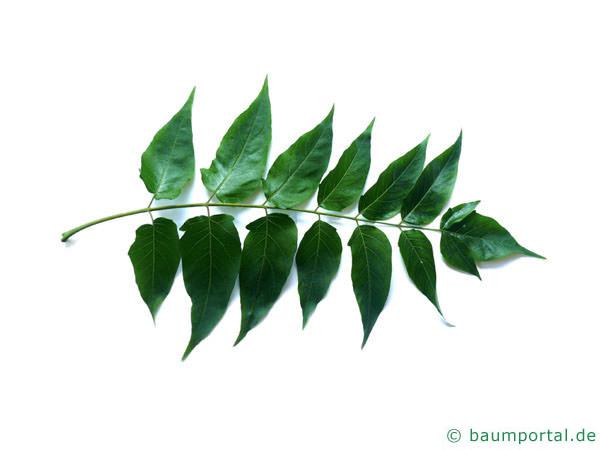 Götterbaum (Ailanthus altissima) Blatt