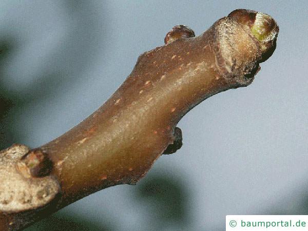 Götterbaum (Ailanthus altissima) Endknospe