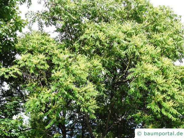 Götterbaum (Ailanthus altissima) Krone mit Laub