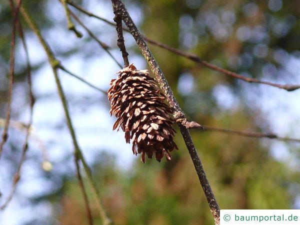 Gold-Birke (Betula ermanii) Frucht im Winter