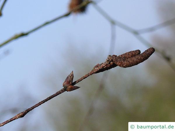 Gold-Birke (Betula ermanii) Zweig mit Blütenknospen am Ende im Winter