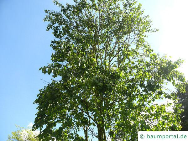 Gold-Birke (Betula ermanii) Baumkrone im Sommer