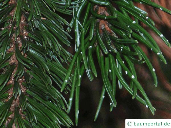 Grannen-Kiefer (Pinus aristata) Harzflecken
