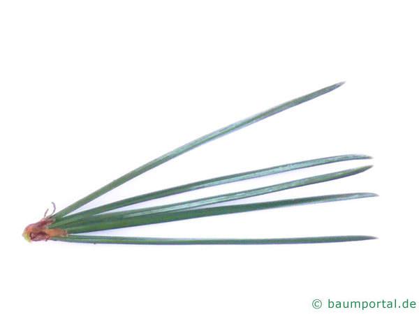Grannen-Kiefer (Pinus aristata) Nadeln