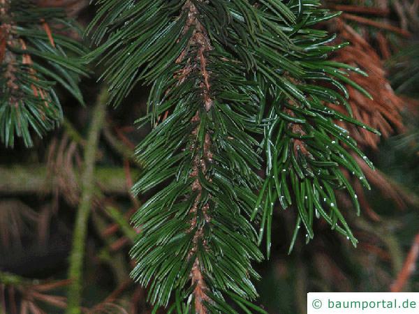 Grannen-Kiefer (Pinus aristata) Zweig