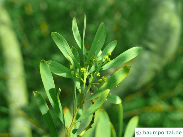 graue Mulga-Akazie (Acacia brachybotrya) Blatt